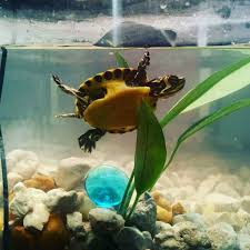 Sliders are large turtles with an average shell length of five to nine inches. Yellow Bellied Sliders Care Guide Species Diet Habitat Setup Reptileknowhow