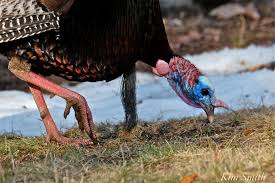 Generally, the males are larger in size and overall appearance than the females. How To Tell The Difference Between Male Female Turkeys Kim Smith Films