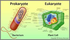 Are plant cells eukaryotic or prokaryotic. Which May Or May Not Have A Cell Wall A Eukaryote Or A Prokaryote Quora