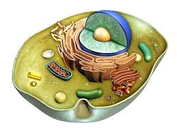 The organelles that cytoplasm of a generalized cell contains apart from the nucleus are endoplasmic reticulum , golgi apparatus. Animal Cell The Definitive Guide Biology Dictionary