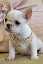 Maybe you would like to learn more about one of these? Google Image Result For Http Www Cassiesclosetinc Com Productcart Pc Catalog Baby Dogs French Bulldog Puppies Bulldog Puppies