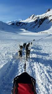 Parmi ces magnifiques chiens de race malamute de l'alaska, d'attendrissants chiots qui prendront la relève l'hiver prochain. Allirand Jordi