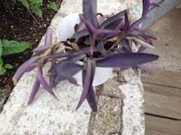 Visitors are encouraged to submit requests as well as help out the following link contains a useful guide in the identification of these poisonous nuisances. Purple Heart Or Purple Queen Tradescantia Pallida Purpurea Your Plant Is A Tradescantia Also Known As Setcr Dark Purple Flowers Purple Flowers House Plants
