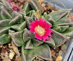 Image result for Nananthus