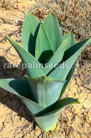 Image result for Hymenodictyon parvifolium