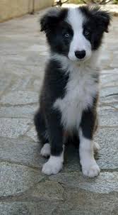 All Black Border Collie Puppy Pin On Ets Sah Fluffeeeeeee