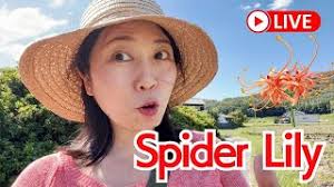 Spider lily Live from Enshōji temple💐, countryside of Japan