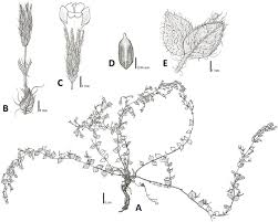 Image result for Micromeria imbricata