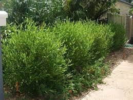 Dodonaea Mr Green Sheen 8 Pot Hello Hello Plants Garden Supplies Landscape Design Melbourne Modern Garden Landscaping Screen Plants