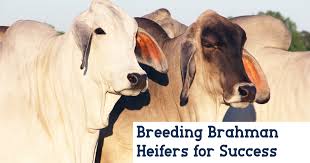 It may take several generations to get the ear out. Breeding Brahman Heifers B R Cutrer Inc