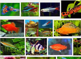 Dari waktu ke waktu, jumlah pecinta ikan semakin meningkat sehingga membuat bisnis ini tidak pernah sepi peminat. Jenis Ikan Hias Kecil Yang Unik Dan Cantik Serta Mudah Dipelihara