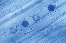 Image result for Monadenium spinulosum