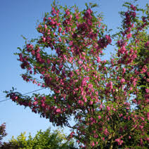 Roczniki akademii rolniczej w poznaniu 111: Robinia Pseudoacacia Purple Robe Robinia Akacjowa Purple Robe
