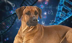 I had visited her a few times knowing i wanted a dog after the loss of a close family member. Genetic Study Reveals Breeds That Helped Create The Rhodesian Ridgeback Ridgeback Central