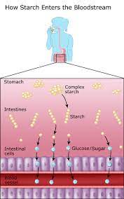 Carbohydrate is broken down into glucose relatively quickly carbohydrate is one of the body's main sources of energy. Understanding Carbohydrates Diabetes Education Online