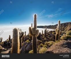 Find the perfect finger cactus stock photos and editorial news pictures from getty images. Middle Finger Shaped Image Photo Free Trial Bigstock