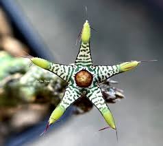 Image result for Asclepias adscendens