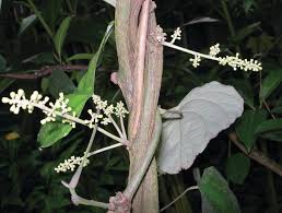 Image result for Malouetia bequaertiana