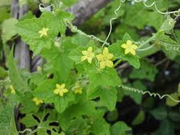 Image result for Cucumis maderaspatanus