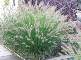 Weitere ideen zu garten, lampenputzergras, pflanzen. Baumschule Eggert Blutenstraucher Baumschulen Heckenpflanzen Lampenputzergras Federborstengras Pennisetum Alopecuroides Hameln Direkt Vom Pflanzenversand Der Markenbaumschule Bestellen