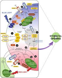 Carbon dioxide, water and light are all needed for photosynthesis to take place. Signalling Pathways For Blue And Red Light In Stomatal Guard Cells Download Scientific Diagram