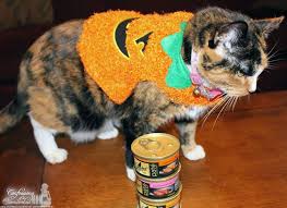 How To Dress Your Cat For Halloween With Sheba Cat Food Cat Food Halloween Costumes You Can Make Halloween