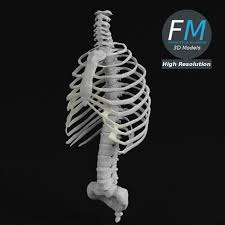 Anatomy Human Spine Torso And Rib Cage 3d In 2019 Human Spine Rib Cage Body Bones