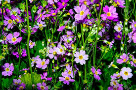 Maybe you would like to learn more about one of these? Purple And White Flowers From Garden These Are Small Flowers Stock Photo Picture And Royalty Free Image Image 18497704