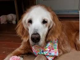 These are the kinds of pups who simply can't spend enough time having fun, bouncing around outside, playing and exploring. Golden Retriever Celebrates Her Milestone 20th Birthday Double The Average Age The Independent The Independent