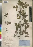 Image result for Commiphora angolensis
