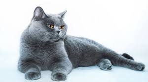 British Shorthair Ozellikleri Ve Bakimi Kedi Blog