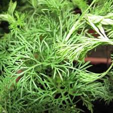 In ieder geval heeft colakruid nood aan een goed doorlaatbare bodem. Colakruid Artemisia Abrotanum Var Maritima