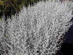 Maybe you would like to learn more about one of these? Artemisia Ludoviciana Silver King Silver King White Sage Plant Lust