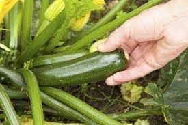 Generally seeds take between 7 and 14 days to germinate. Picking Zucchini Plants Learn How And When To Harvest Zucchini Squash