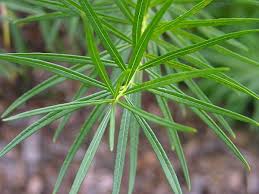 Amsonia can be used as a single specimen plant or in mass plantings. Amsonia Hubrichtii Arkansas Amsonia Blue Star Hubricht S Amsonia Threadleaf Blue Star North Carolina Extension Gardener Plant Toolbox