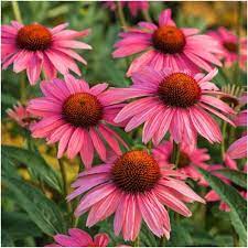 'magnus' in that they both hold their petals in a refined, horizontal arrangement, not drooping like the species. Ruby Star Coneflower Seeds Echinacea Purpurea Seed Needs Llc