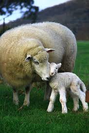 hi mum by petehamilton animals baby animals animals beautiful