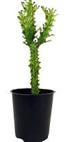 Image result for Euphorbia williamsonii