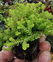 Image result for Selaginella kalbreyeri