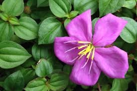 Image result for Dissotis peregrina