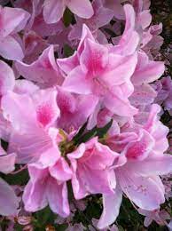 Bekki ralls ludlam recommends bay flowers. Mobile Al The Azalea City Flowers Photography Azaleas Bay Minette