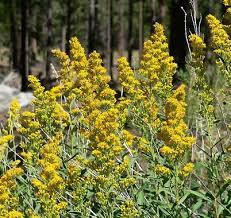 Threenerve Goldenrod Solidago Velutina California Plants Garden Companion Planting Native Plants