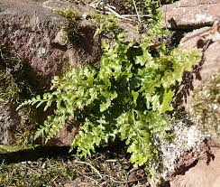 Image result for Asplenium uhligii