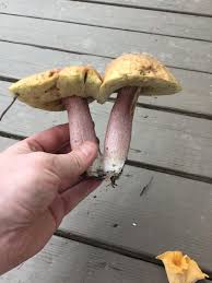 Image result for Xanthoconium separans