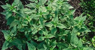 If you have a plant you need to get rid of, first moisten the soil around it to make it easier to slide out the roots. How To Grow Stinging Nettle Gardener S Path