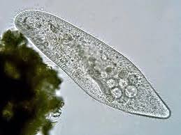 Resultado de imagen para protozoarios en microscopio