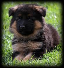 Families come from all over ca to adopt our english labrador puppies for sale. German Shepherd Litters Information German Shepherd Puppies German Shepherd Puppies Training Shepherd Puppies