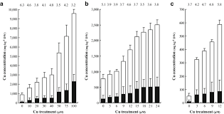 Image result for Haumaniastrum
