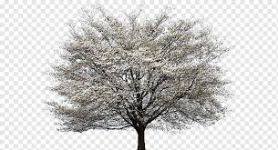 We did not find results for: Flowering Dogwood Png Images Pngwing
