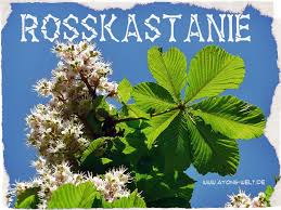 Rosskastanie Die Rosskastanie Wurde Im Jahr 2005 Zum Baum Des Jahres Gewahlt Und Im Jahr 2008 Zur Arzneipflanze Des Jahres B Baum Des Jahres Pflanzen Kastanien